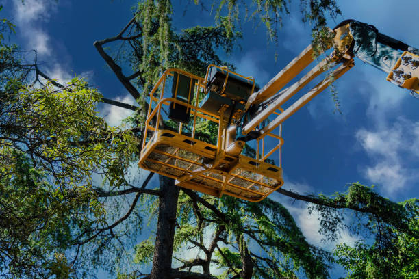  Newberry, FL Tree Services Pros