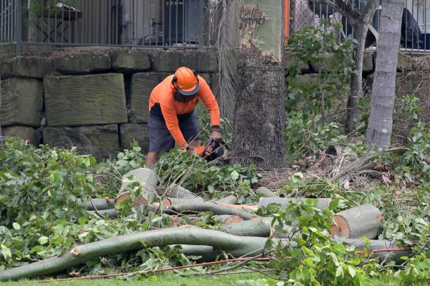 Why Choose Our Tree Removal Services in Newberry, FL?